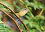 American Redstart