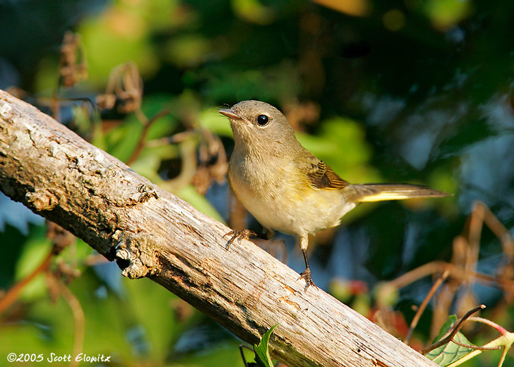 American Redstart