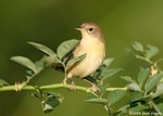 Common Yellowthroat