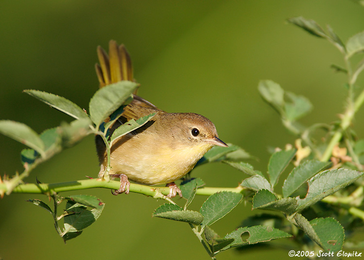 Common Yellowthroat