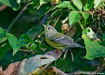 Magnolia Warbler