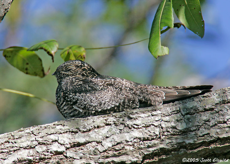 Common Nighthawk