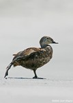 King Eider