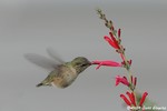 Calliope Hummingbird