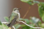 Calliope Hummingbird