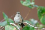 Calliope Hummingbird