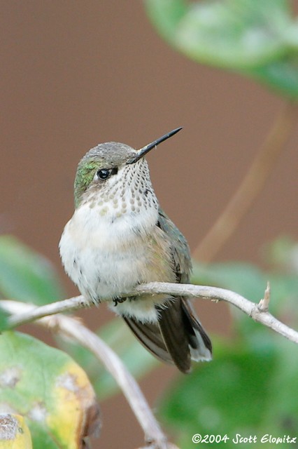 Calliope Hummingbird