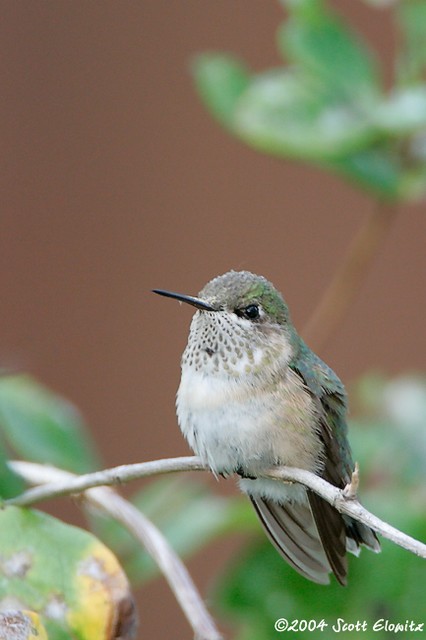 Calliope Hummingbird