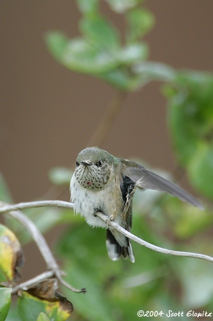 Calliope Hummingbird