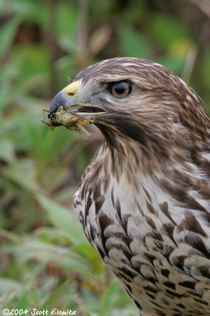 Red-Shouldered Hawk