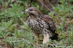 Red-Shouldered Hawk