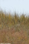 American Bittern