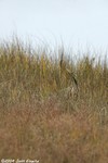 American Bittern