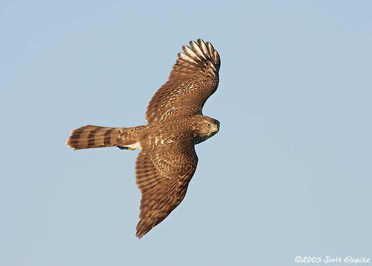 Cooper's Hawk