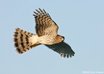 Cooper's Hawk