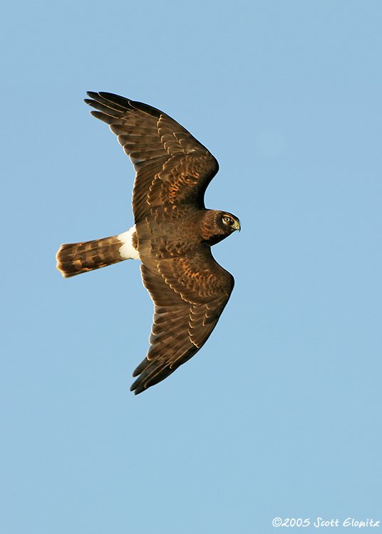 Northern Harrier