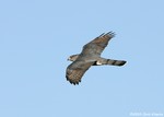 Cooper's Hawk