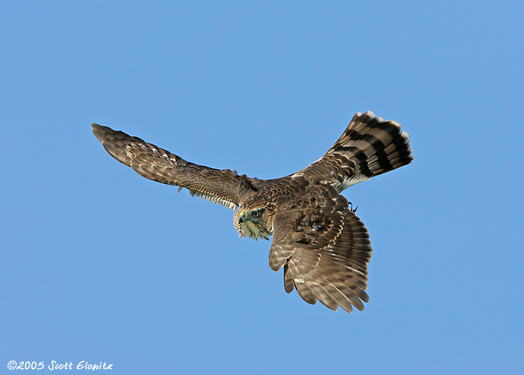 Cooper's Hawk