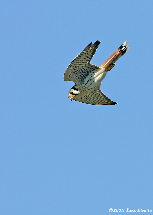 American Kestrel