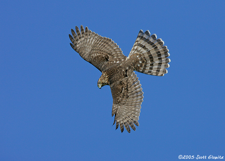 Cooper's Hawk