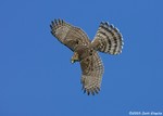 Cooper's Hawk