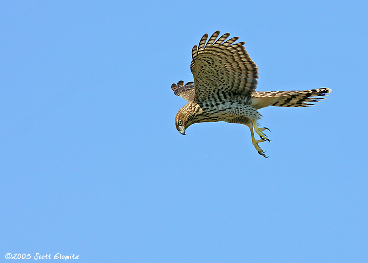 Cooper's Hawk