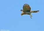 Cooper's Hawk