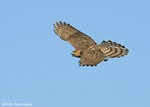 Cooper's Hawk