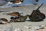 Ruddy Turnstone