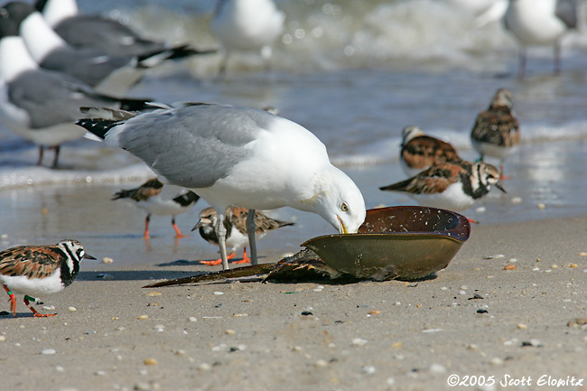 American Herring Gull