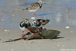 Ruddy Turnstone