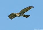 Sharp-shinned Hawk