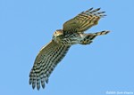 Sharp-shinned Hawk