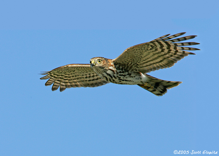 Sharp-shinned Hawk