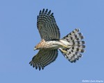 Cooper's Hawk