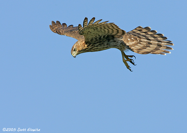 Cooper's Hawk