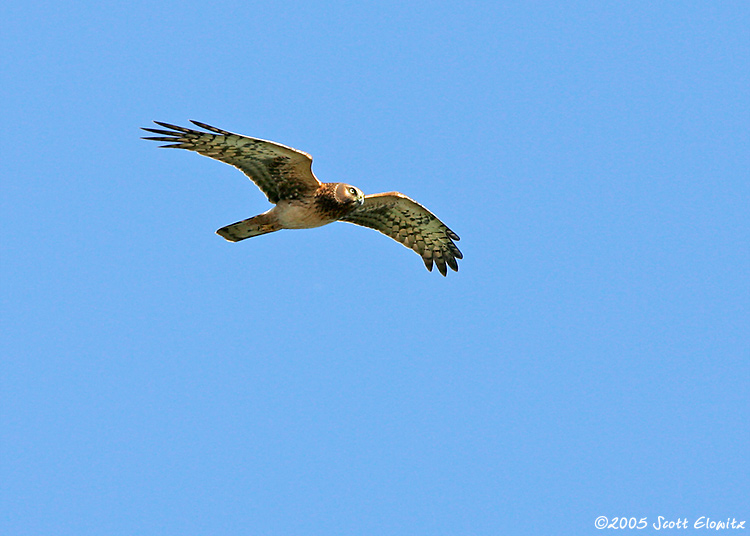 Northern Harrier