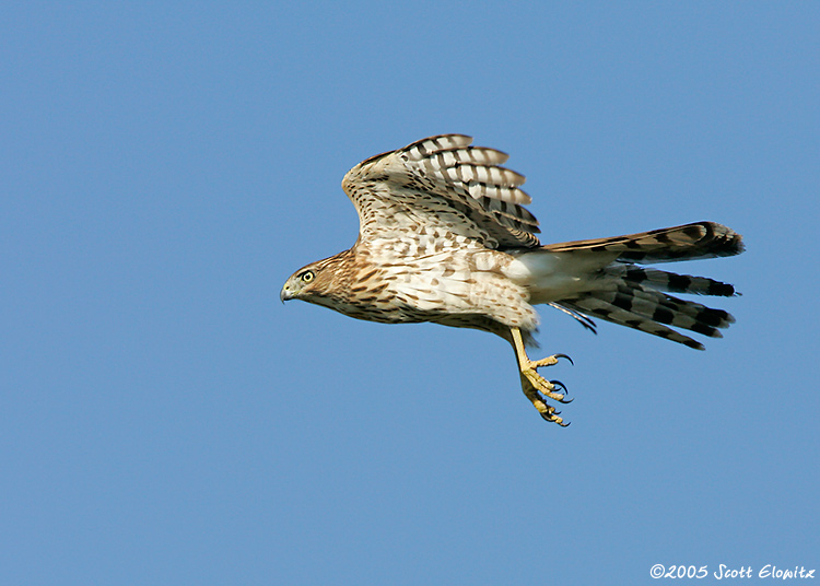 Cooper's Hawk