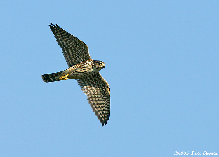 Merlin