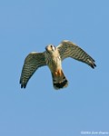 American Kestrel