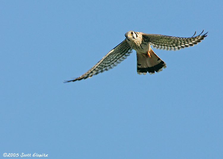 American Kestrel