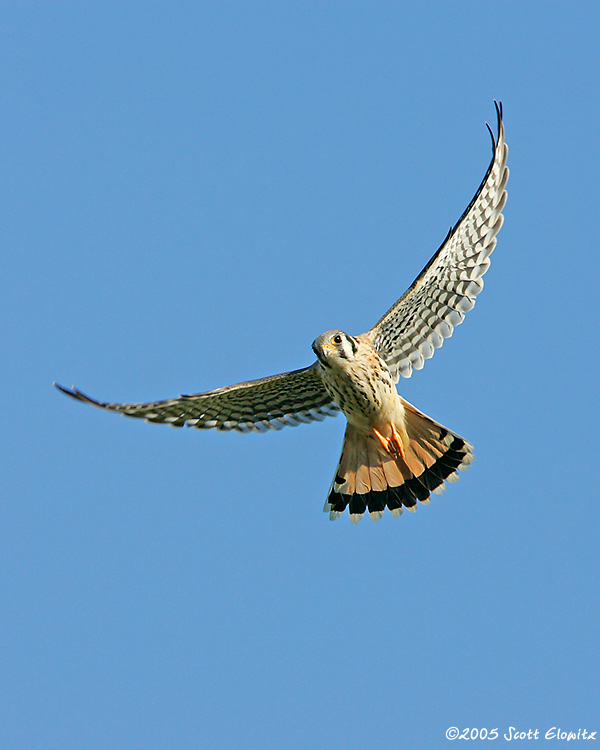 American Kestrel