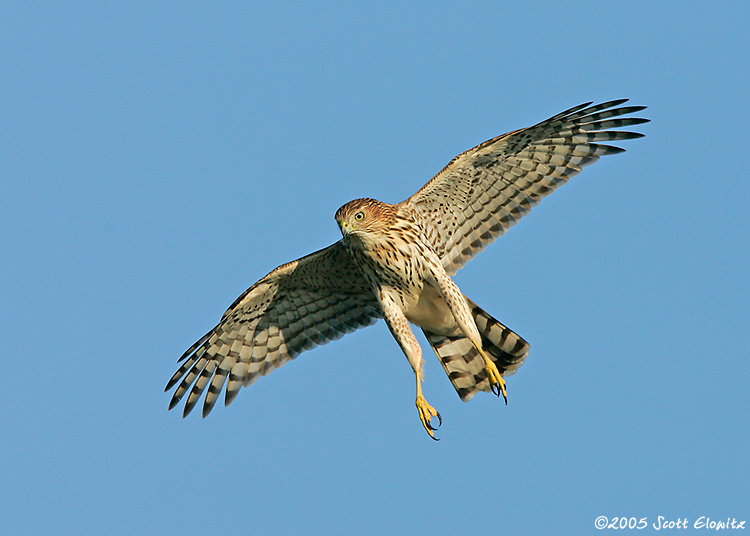 Cooper's Hawk