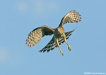 Cooper's Hawk