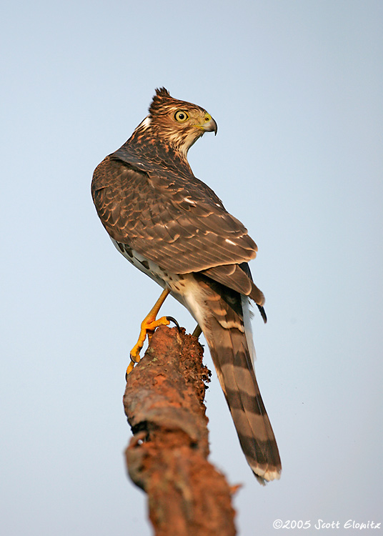 Cooper's Hawk