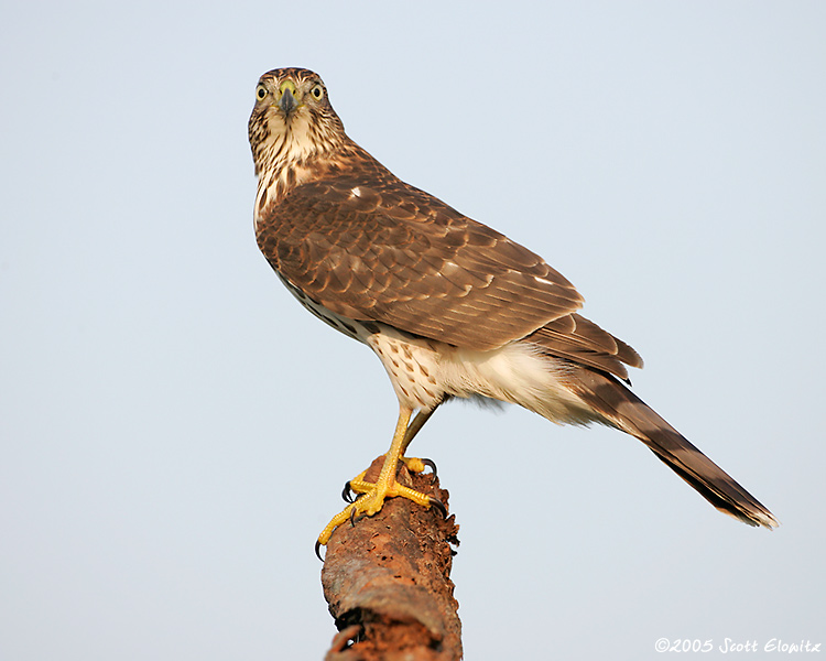 Cooper's Hawk