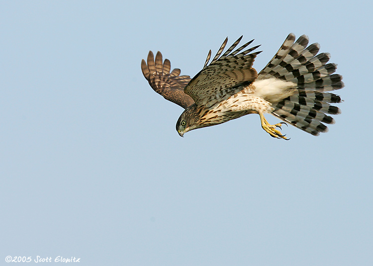 Cooper's Hawk