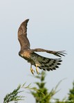 Cooper's Hawk