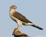 Cooper's Hawk