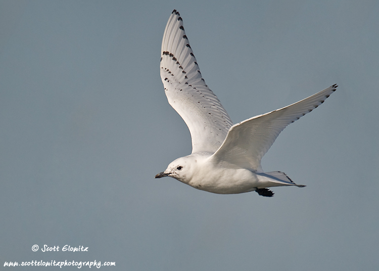 Ivory Gull